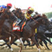 belmont-sees-soaring-wagering-with-possible-triple-crown-win